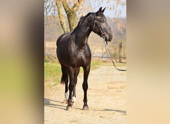 Schlesier, Merrie, 3 Jaar, 168 cm, Zwart