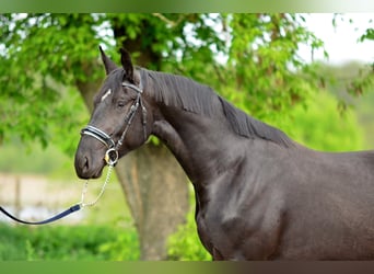 Schlesier, Merrie, 3 Jaar, 168 cm, Zwart