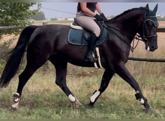 Schlesier, Merrie, 4 Jaar, 162 cm, Zwart