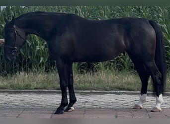 Schlesier, Merrie, 4 Jaar, 162 cm, Zwart