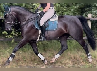Schlesier, Merrie, 4 Jaar, 162 cm, Zwart