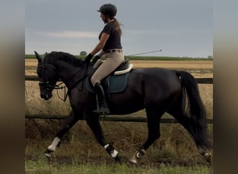 Schlesier, Merrie, 4 Jaar, 162 cm, Zwart