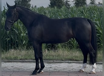 Schlesier, Merrie, 4 Jaar, 162 cm, Zwart