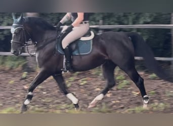 Schlesier, Merrie, 4 Jaar, 162 cm, Zwart