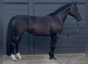 Schlesier, Merrie, 4 Jaar, 162 cm, Zwart