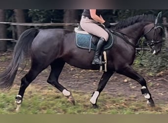 Schlesier, Merrie, 4 Jaar, 162 cm, Zwart