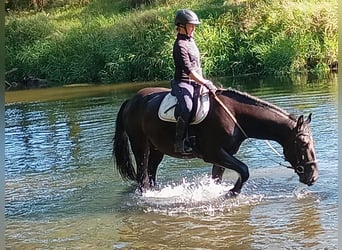 Schlesier, Merrie, 4 Jaar, 166 cm, Zwart