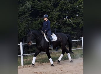 Schlesier, Merrie, 4 Jaar, 168 cm, Donkerbruin