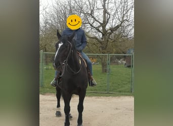 Schlesier, Merrie, 5 Jaar, 163 cm, Zwartbruin