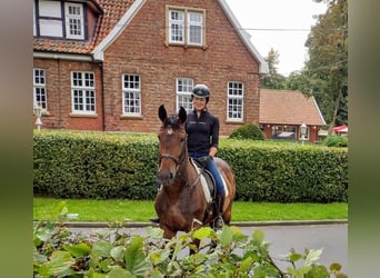 Schlesier, Merrie, 6 Jaar, 163 cm, Bruin