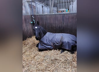 Schlesier, Merrie, 6 Jaar, 163 cm, Zwart