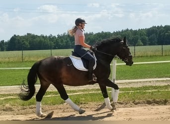 Schlesier, Merrie, 6 Jaar, 168 cm, Donkerbruin