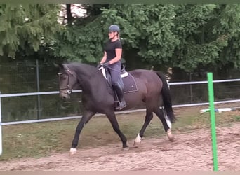 Schlesier, Merrie, 6 Jaar, 168 cm, Donkerbruin