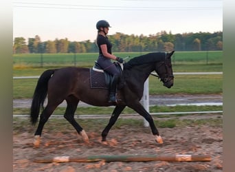 Schlesier, Merrie, 6 Jaar, 168 cm, Donkerbruin