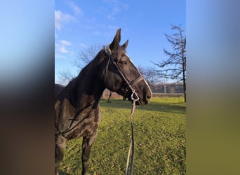 Schlesier, Merrie, 8 Jaar, 166 cm, Zwart