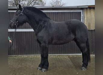 Schlesier, Ruin, 10 Jaar, 165 cm, Zwart