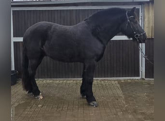 Schlesier, Ruin, 10 Jaar, 165 cm, Zwart