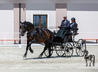 Schlesier, Ruin, 10 Jaar, 170 cm, Bruin