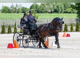 Schlesier, Ruin, 10 Jaar, 170 cm, Bruin