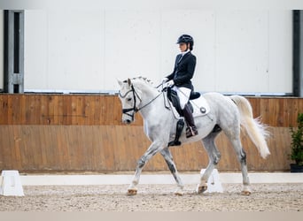 Schlesier, Ruin, 10 Jaar, 174 cm, Schimmel