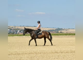 Schlesier, Ruin, 12 Jaar, 165 cm, Zwart