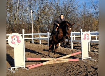 Schlesier Mix, Ruin, 3 Jaar, 160 cm, Bruin