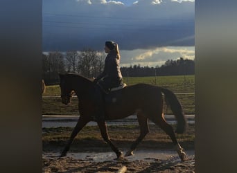 Schlesier Mix, Ruin, 3 Jaar, 160 cm, Bruin