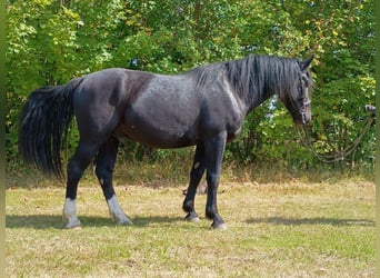 Schlesier, Ruin, 3 Jaar, 160 cm, Zwart