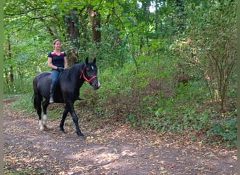 Schlesier, Ruin, 3 Jaar, 160 cm, Zwart