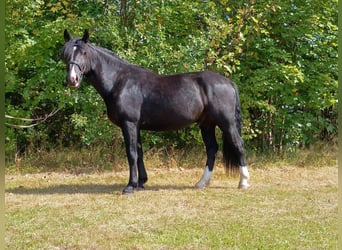 Schlesier, Ruin, 3 Jaar, 160 cm, Zwart
