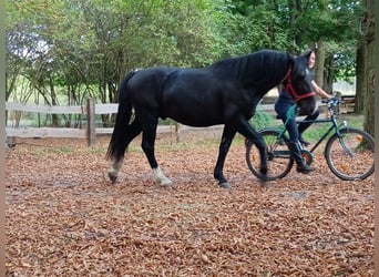 Schlesier, Ruin, 3 Jaar, 160 cm, Zwart