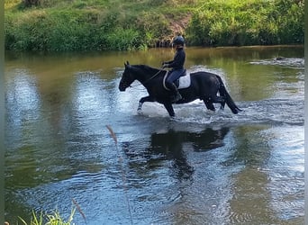 Schlesier, Ruin, 3 Jaar, 160 cm, Zwart