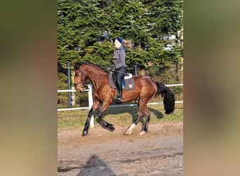 Schlesier Mix, Ruin, 4 Jaar, 160 cm, Bruin