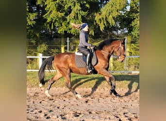 Schlesier Mix, Ruin, 4 Jaar, 160 cm, Bruin