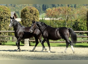 Schlesier, Ruin, 4 Jaar, 165 cm, Zwart