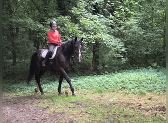 Schlesier, Ruin, 4 Jaar, 166 cm, Zwart