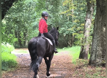 Schlesier, Ruin, 4 Jaar, 166 cm, Zwart