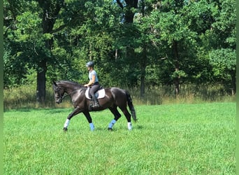 Schlesier, Ruin, 4 Jaar, 166 cm, Zwart