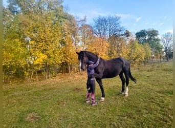 Schlesier, Ruin, 4 Jaar, 166 cm, Zwart