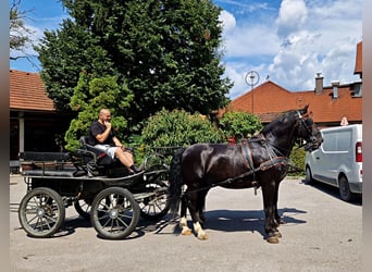 Schlesier, Ruin, 5 Jaar, 166 cm, Zwart