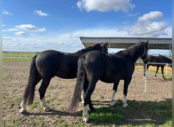 Schlesier, Wallach, 5 Jahre, 175 cm