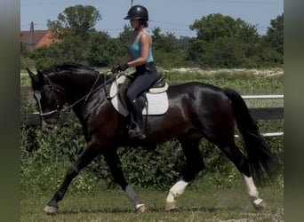 Schlesier, Ruin, 6 Jaar, 165 cm, Zwartbruin