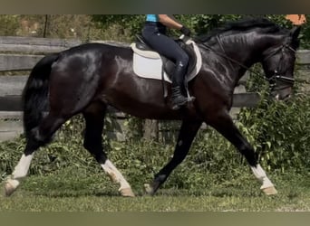 Schlesier, Ruin, 6 Jaar, 165 cm, Zwartbruin