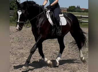 Schlesier, Ruin, 6 Jaar, 165 cm, Zwartbruin