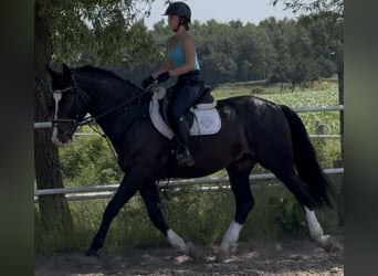 Schlesier, Ruin, 6 Jaar, 165 cm, Zwartbruin