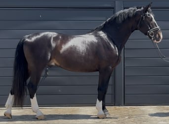 Schlesier, Ruin, 6 Jaar, 165 cm, Zwartbruin