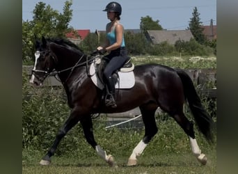 Schlesier, Ruin, 6 Jaar, 165 cm, Zwartbruin