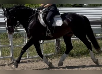 Schlesier, Ruin, 6 Jaar, 165 cm, Zwartbruin