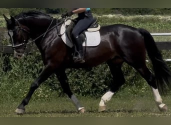 Schlesier, Ruin, 6 Jaar, 165 cm, Zwartbruin