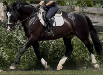 Schlesier, Ruin, 6 Jaar, 165 cm, Zwartbruin